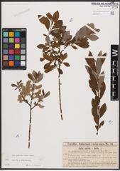 Salix aurita L. x Salix starkeana Willd.